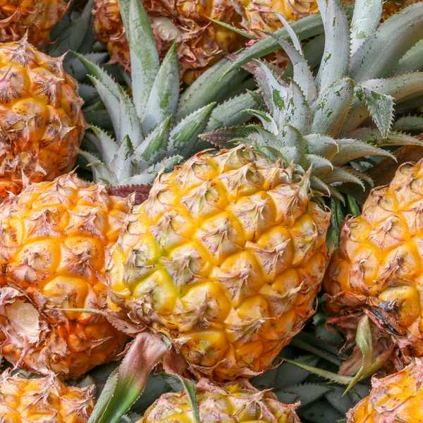 Ananas Victoria