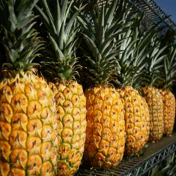 Ananas Victoria