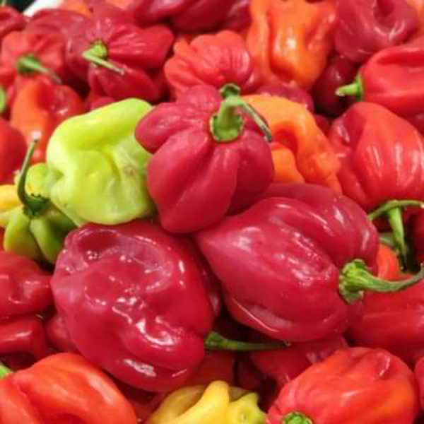 Piment fort (2kg)